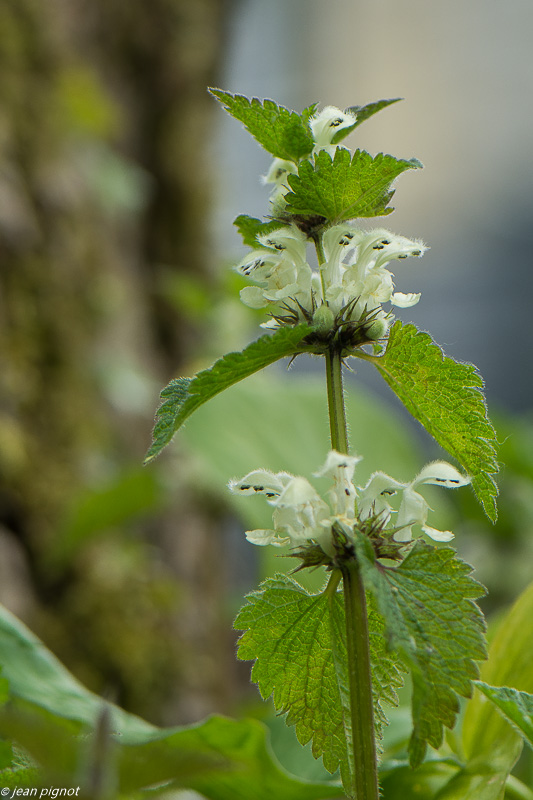 plante du champs ortie blanche 04 2020-0634.jpg