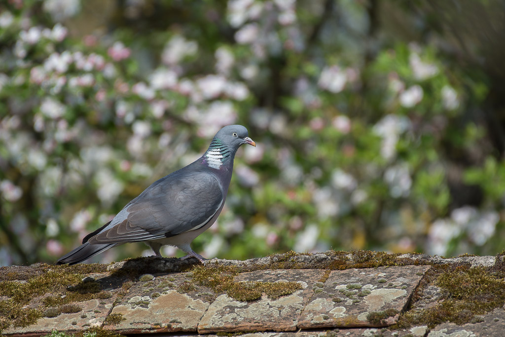 Pigeon.jpg