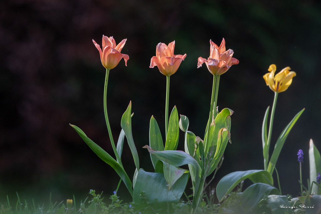 Tulipe-2.jpg