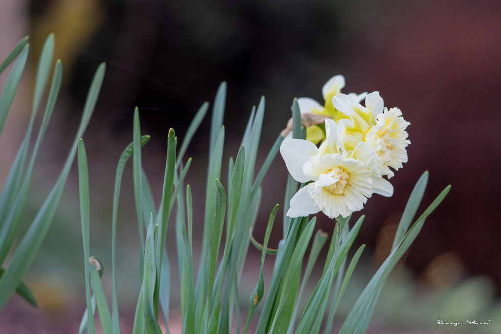 Narcisses (Narcissus spp.)-2.jpg