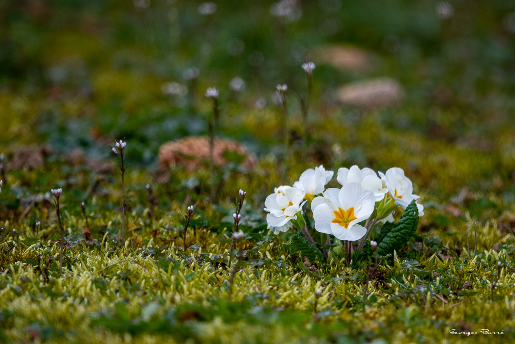 Primevères (Primula)-1.jpg