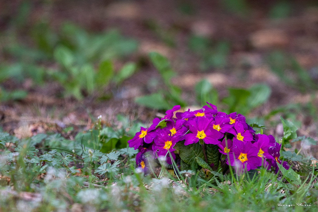 Primevères (Primula)-2.jpg