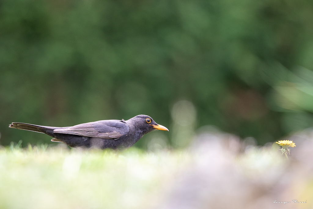 Merle Noir (Turdus merula) Eurasian or Common blackbird-97.jpg