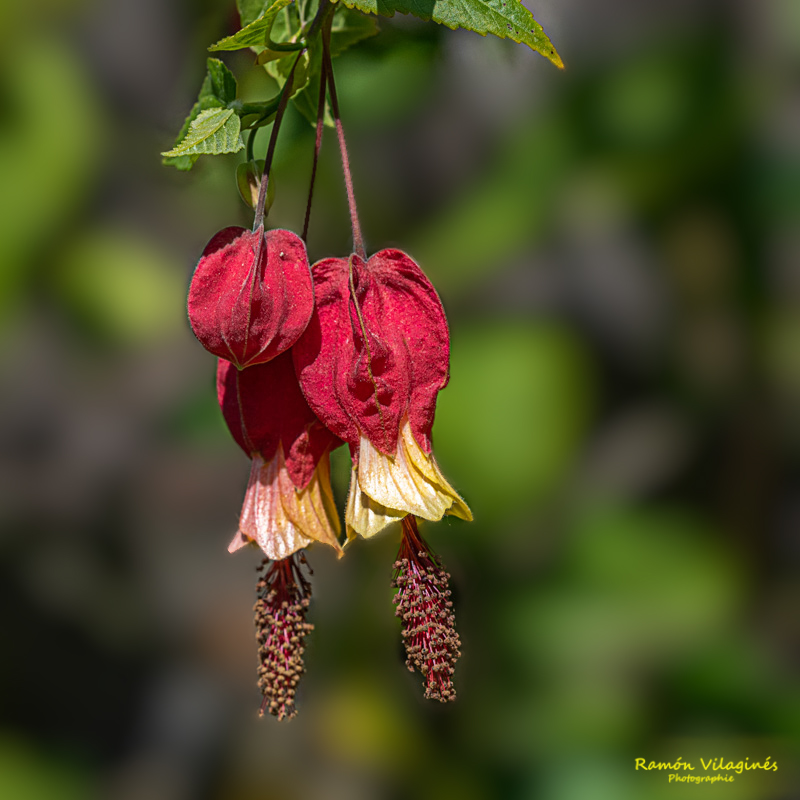 _D757007-ps-1.jpg