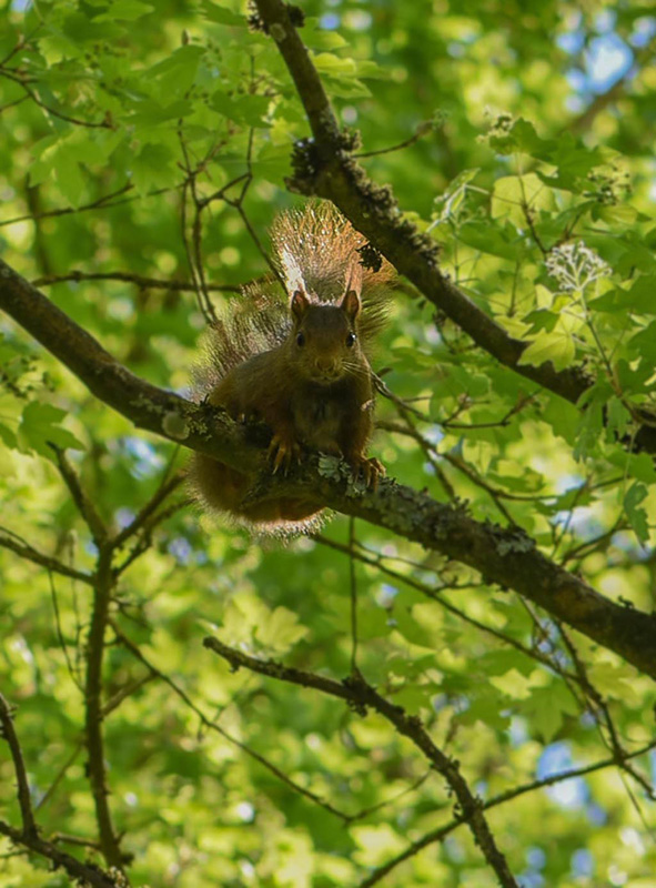 DSC_9182 copie 2.JPG