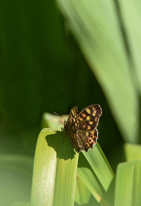 DSC_9212 copie.JPG
