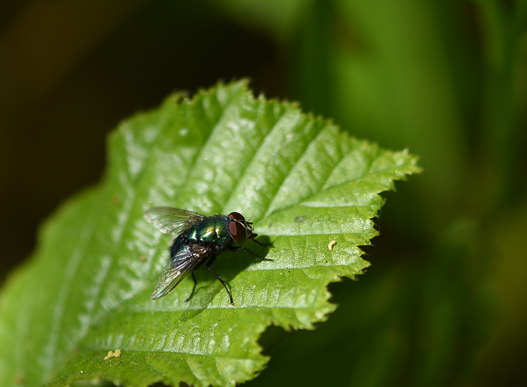 DSC_9178 copie.JPG