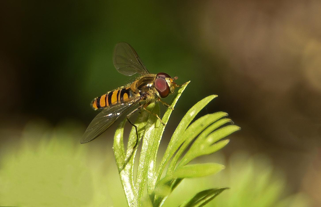DSC_9225 copie.JPG