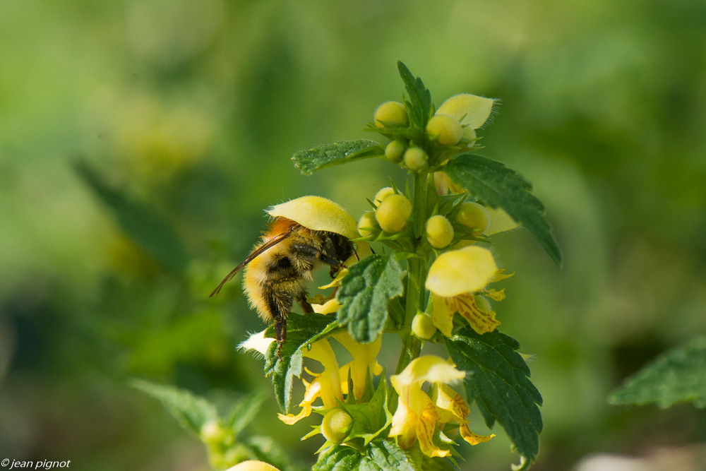 bourdon dans ortie jaune 4 2020-0828.jpg