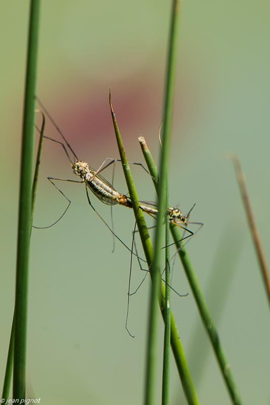 accouplement de tipules 04 2020-0788.jpg
