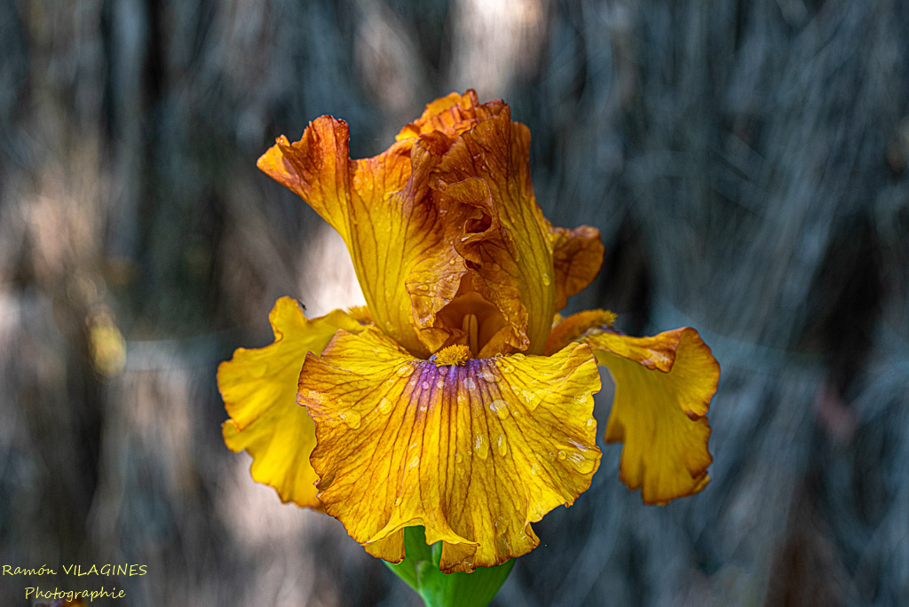 _D757044-ps.jpg
