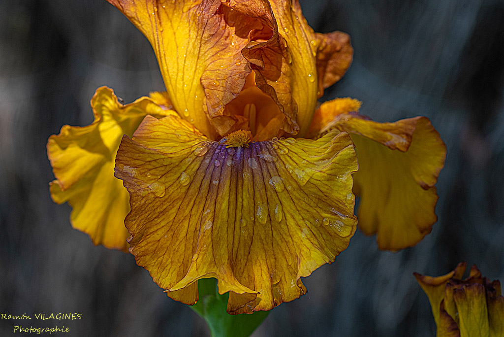 _D757050-ps.jpg