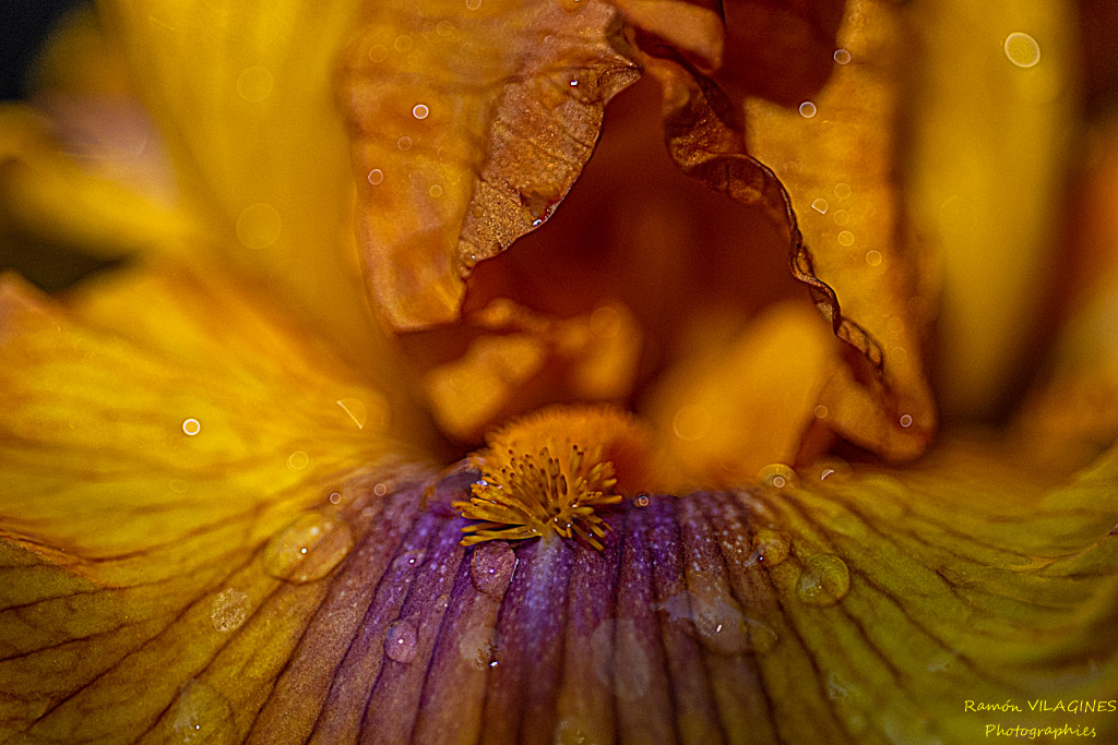 _D757053-ps.jpg