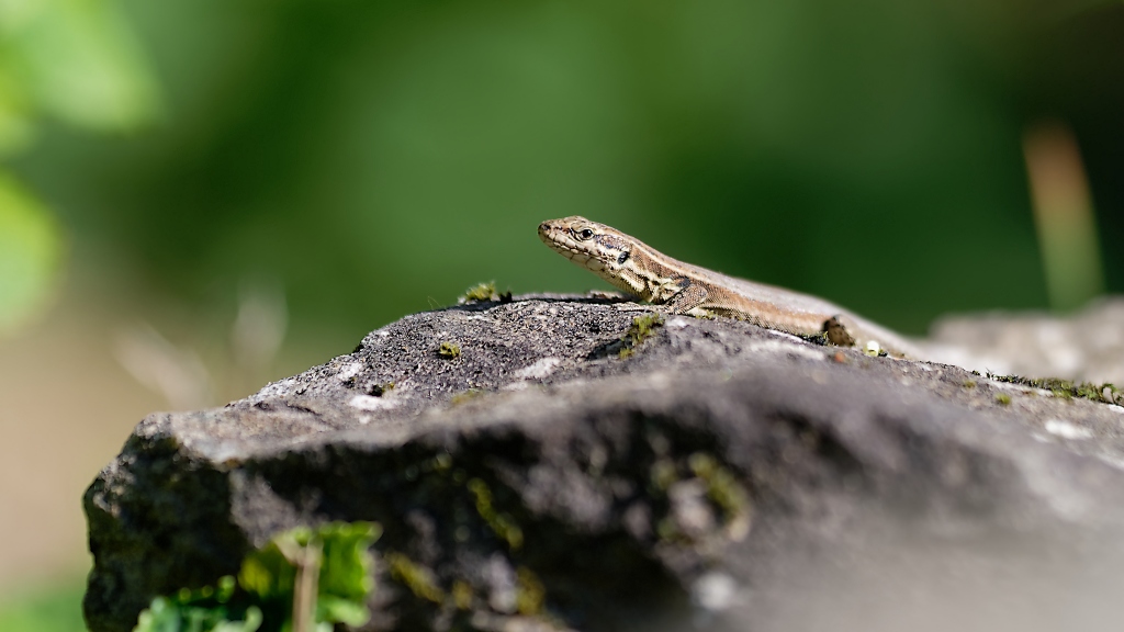 DSC_8469_DxO.jpg