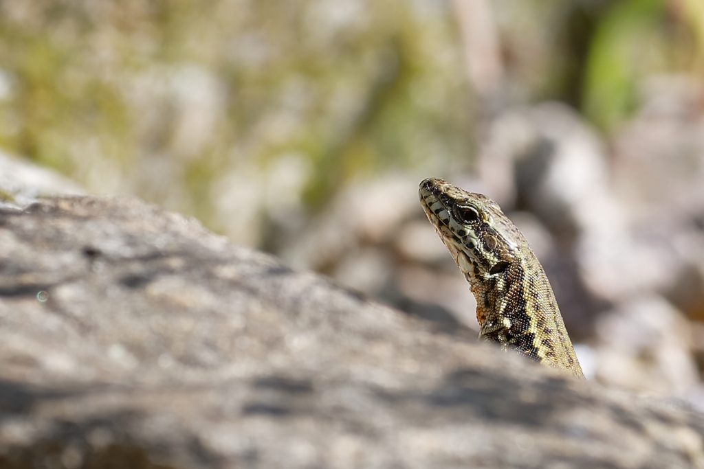 DSC_8478_DxO.jpg