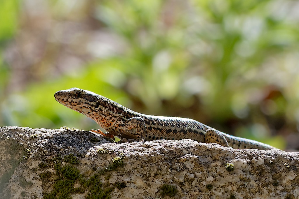 DSC_8483_DxO.jpg