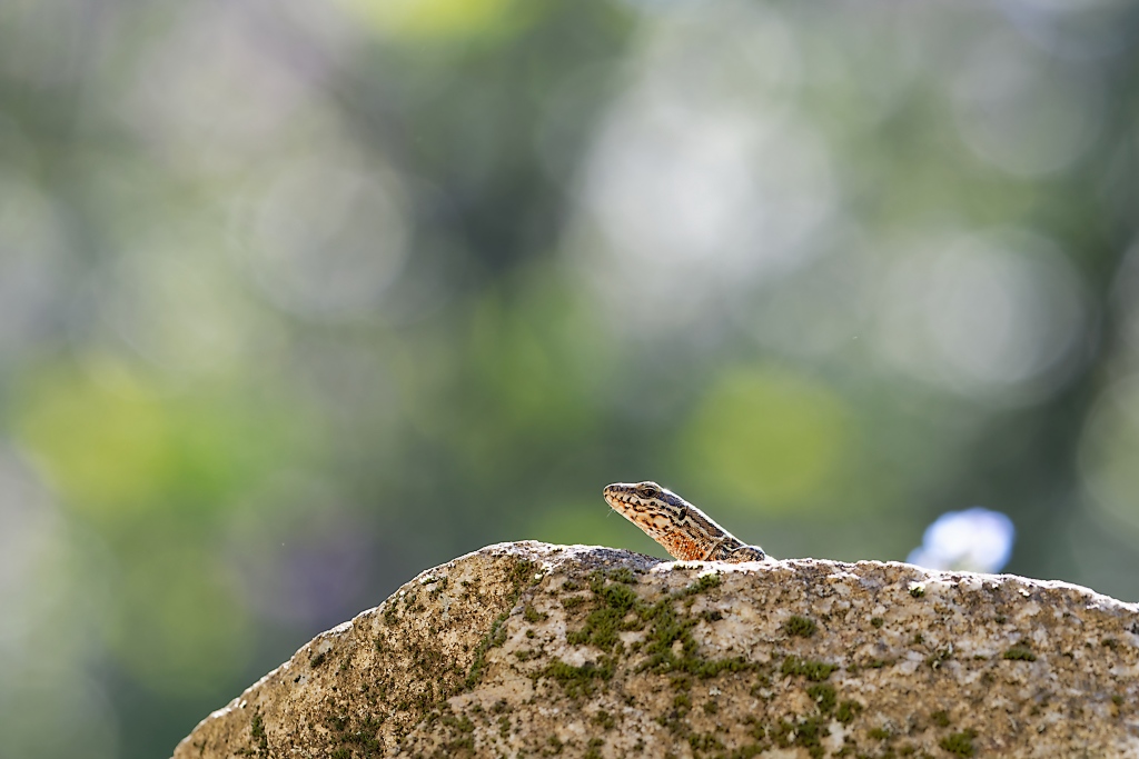 DSC_8487_DxO.jpg