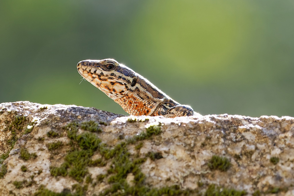 DSC_8487_DxO-1.jpg