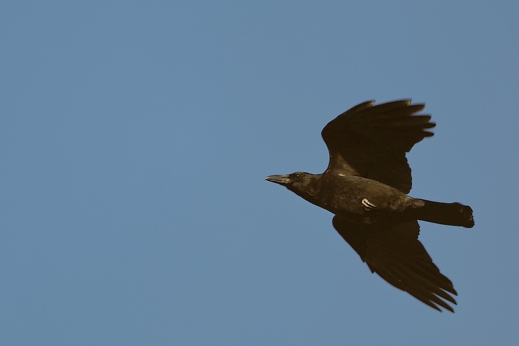 DSC_8386_DxO.jpg