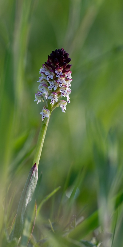 DSC_8421_DxO.jpg
