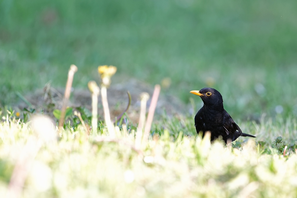 DSC_8434_DxO.jpg