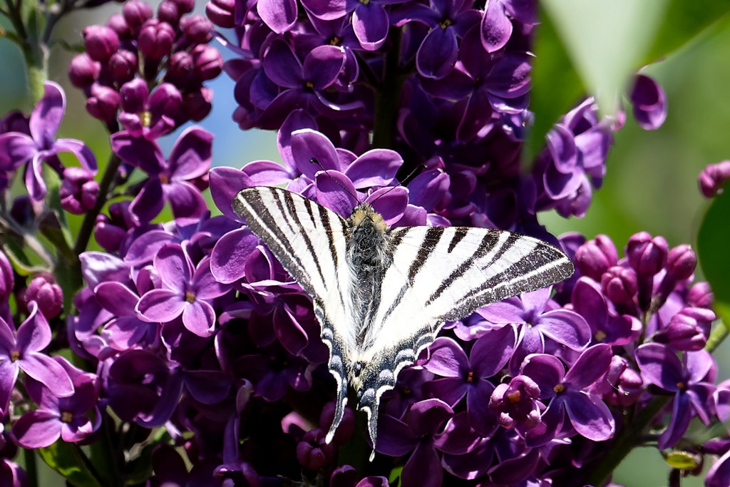 DSC_8493_DxO.jpg
