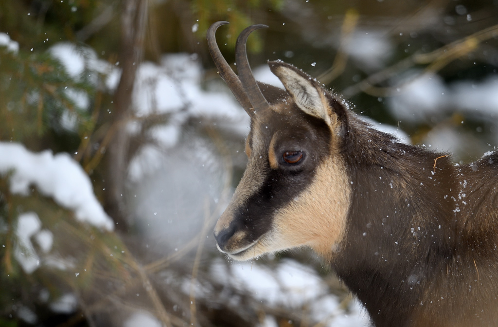 DS5_3100.jpg