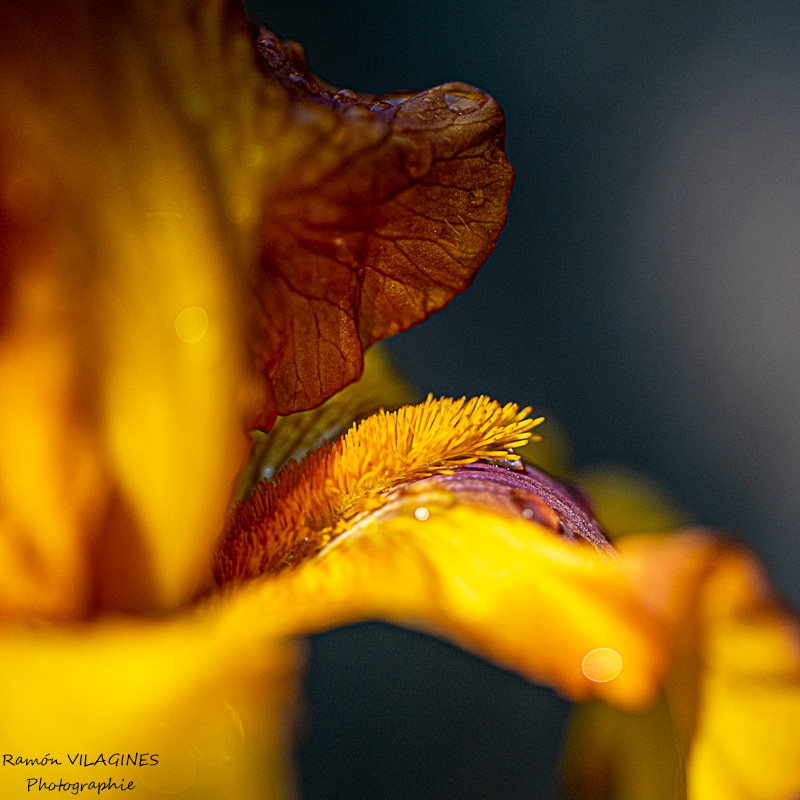 _D757055-ps.jpg