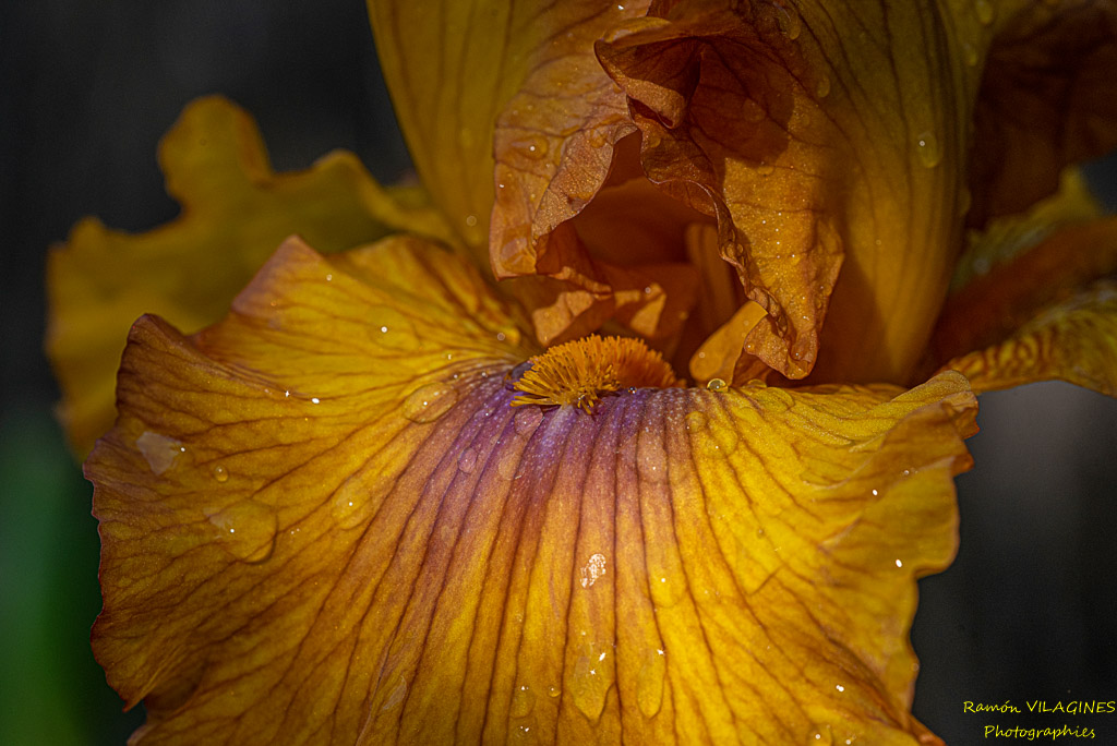 _D757057-ps.jpg