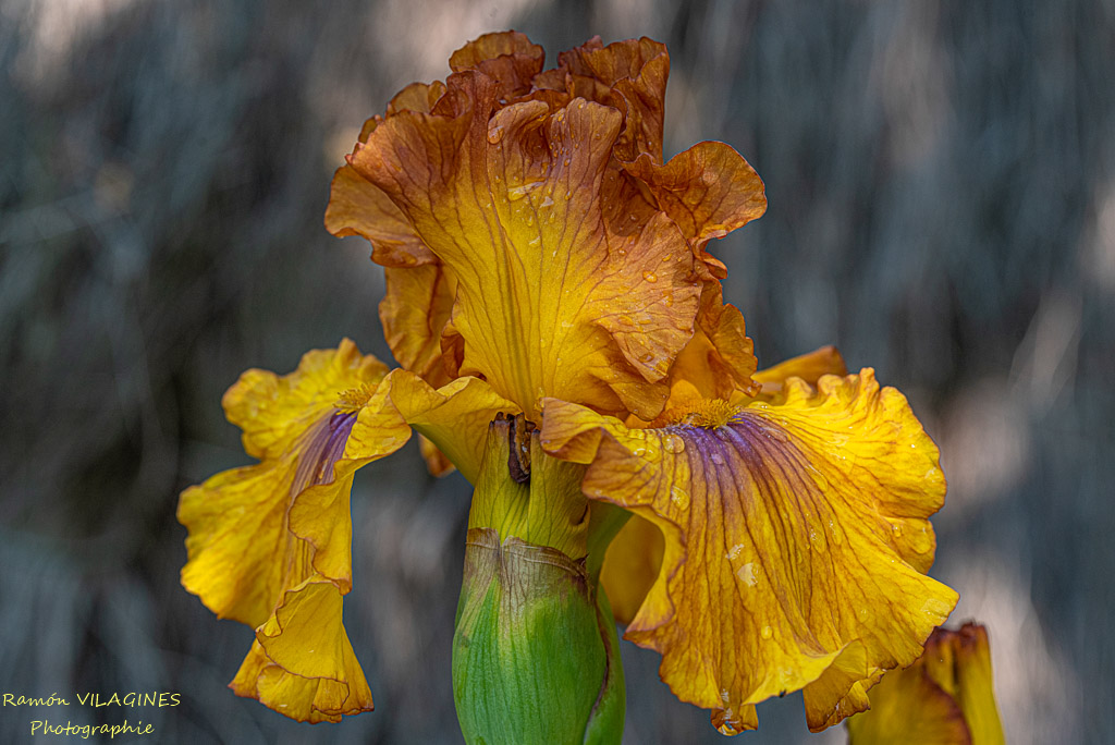 _D757066-ps.jpg