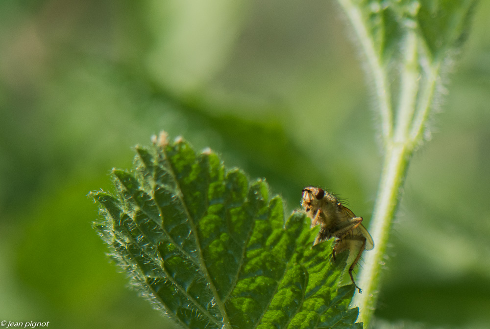 mouches 4 2020-0667-2.jpg