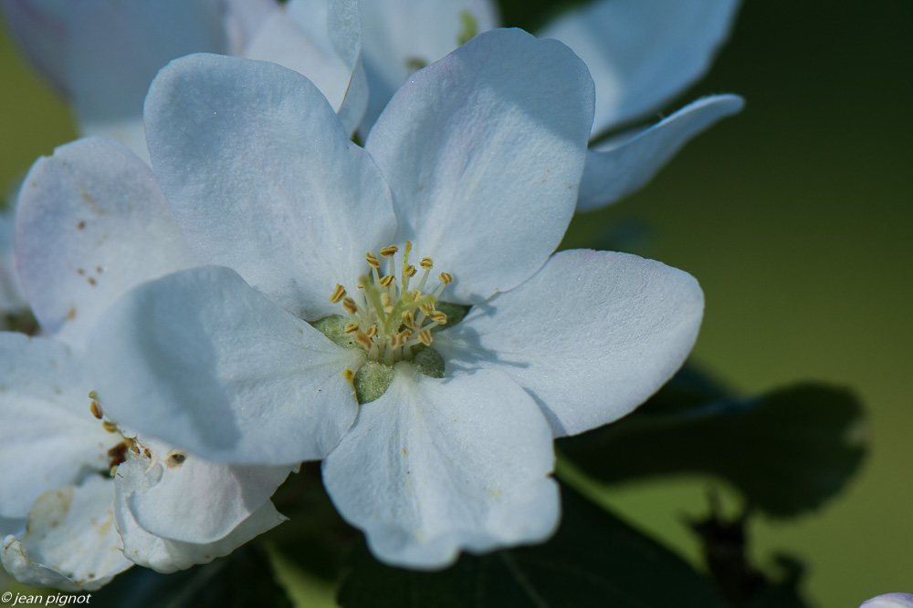 fleurs de fruitiers 4 2020-0810.jpg