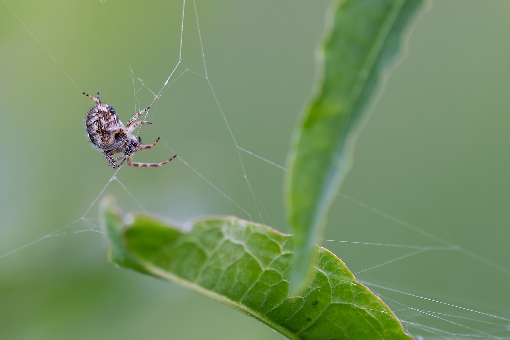 DSC_8538_DxO.jpg