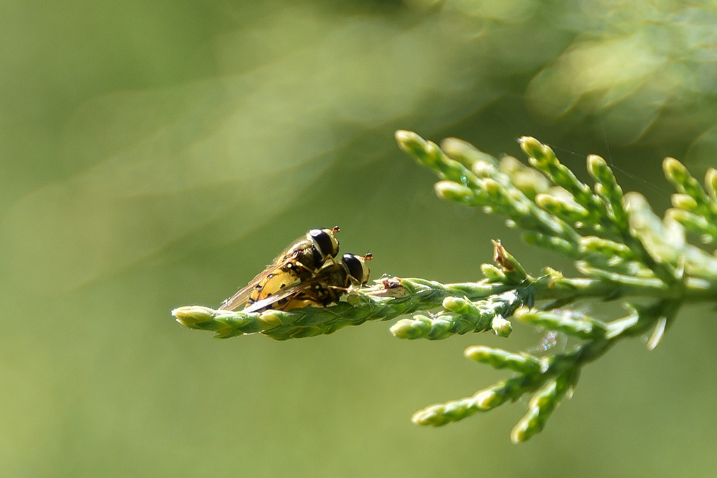 DSC_9273 copie 1.jpg