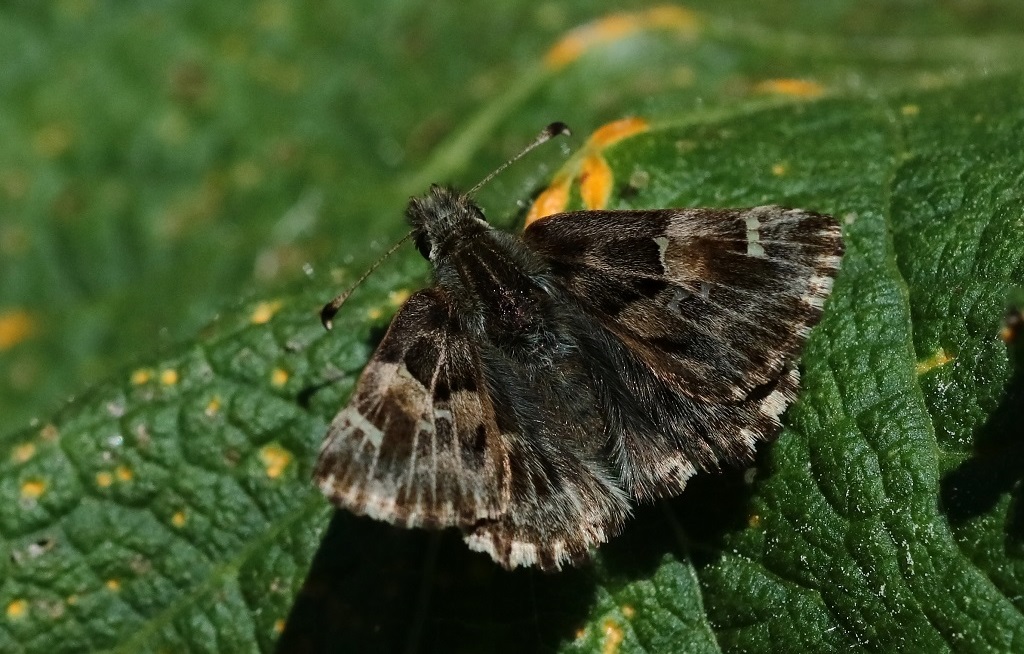 IMG_0938XS CARCHARODUS ALCAEA.jpg