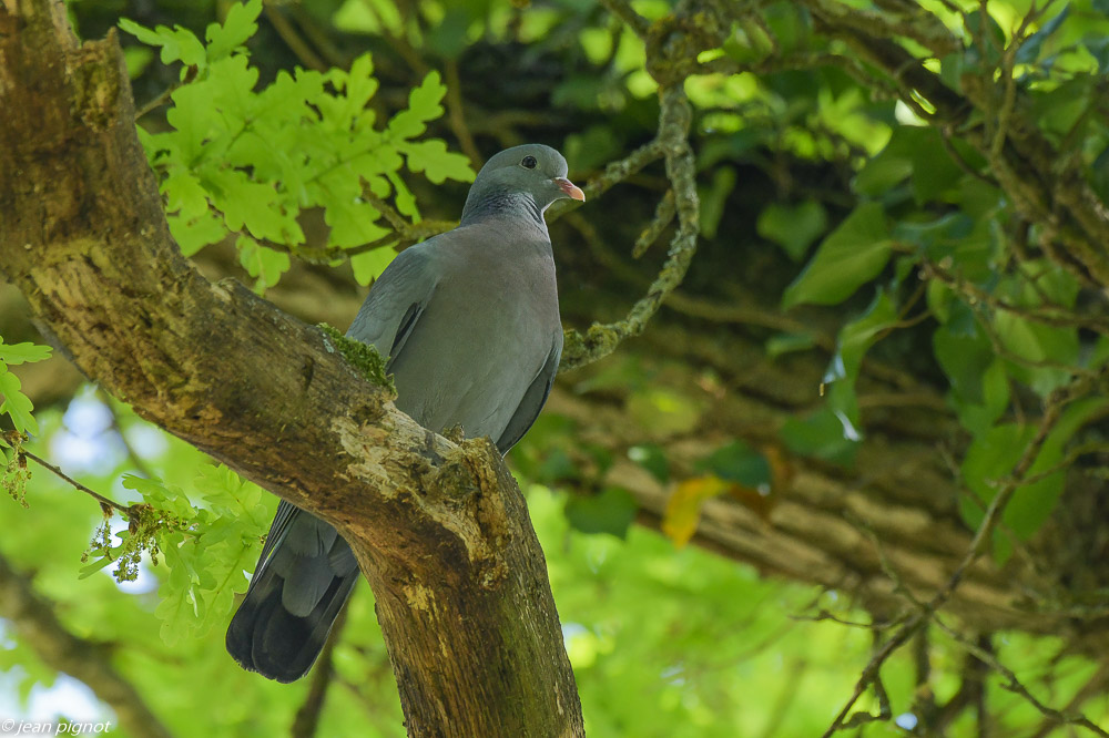 pigeon colombin 4 2020-7020.jpg