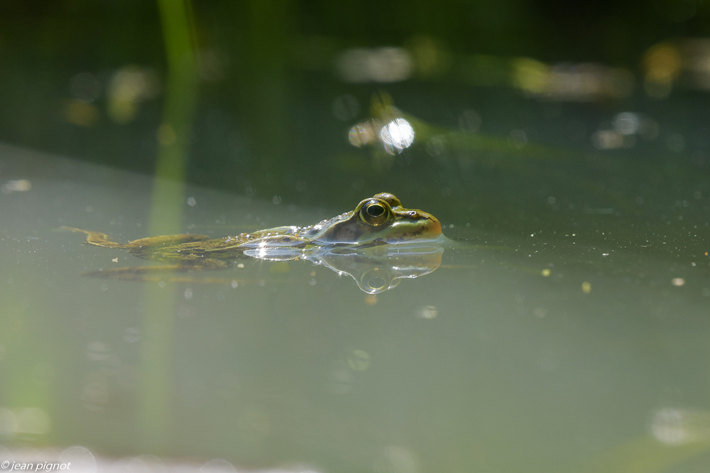 grenouille verte les rocheret 4 2020-7045.jpg