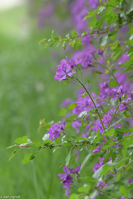 fleur mauve 4 2020-6997.jpg