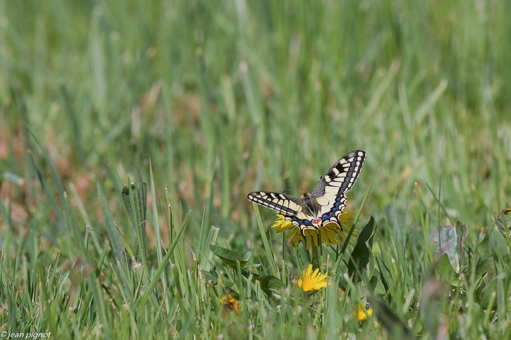 macaon 4 2020-7030-2.jpg