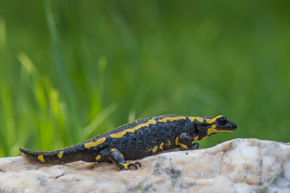 salamandre les rocherets 4 2020-0925-2.jpg