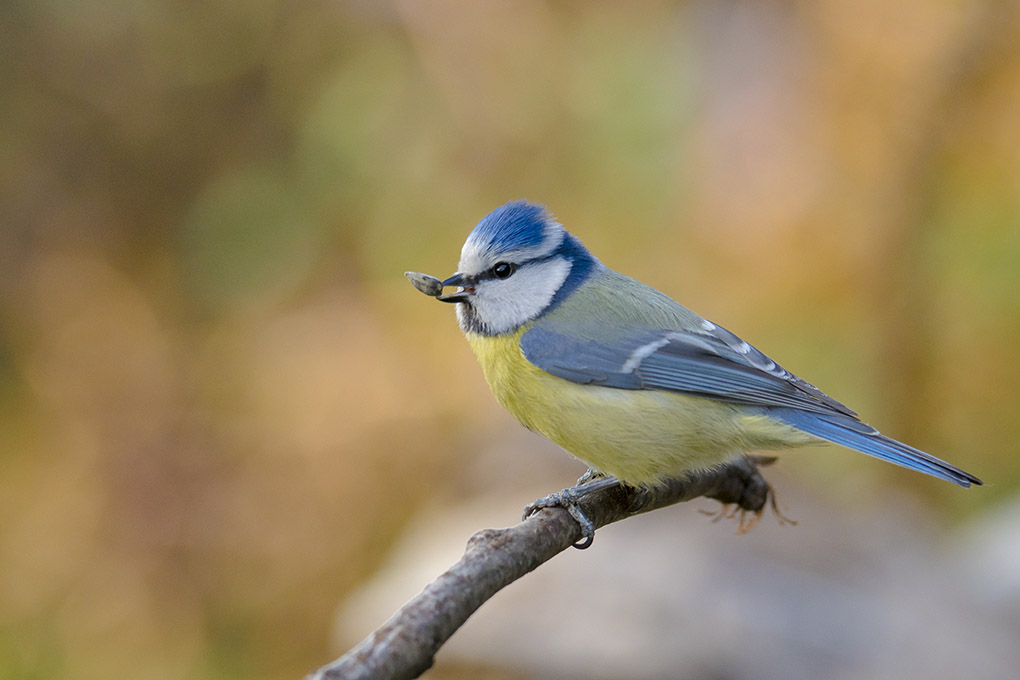 mesange bleue 16 04 1.jpg