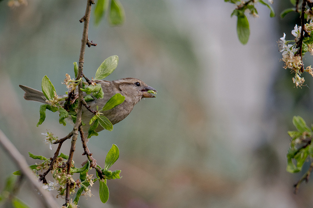 moineau 16 04 2.jpg