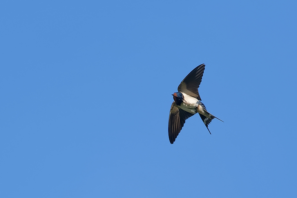 DSC_8605_DxO.jpg
