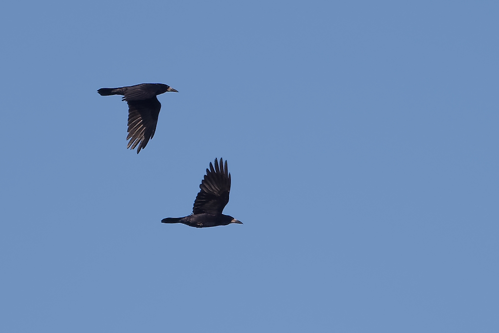 DSC_3354_DxO.jpg