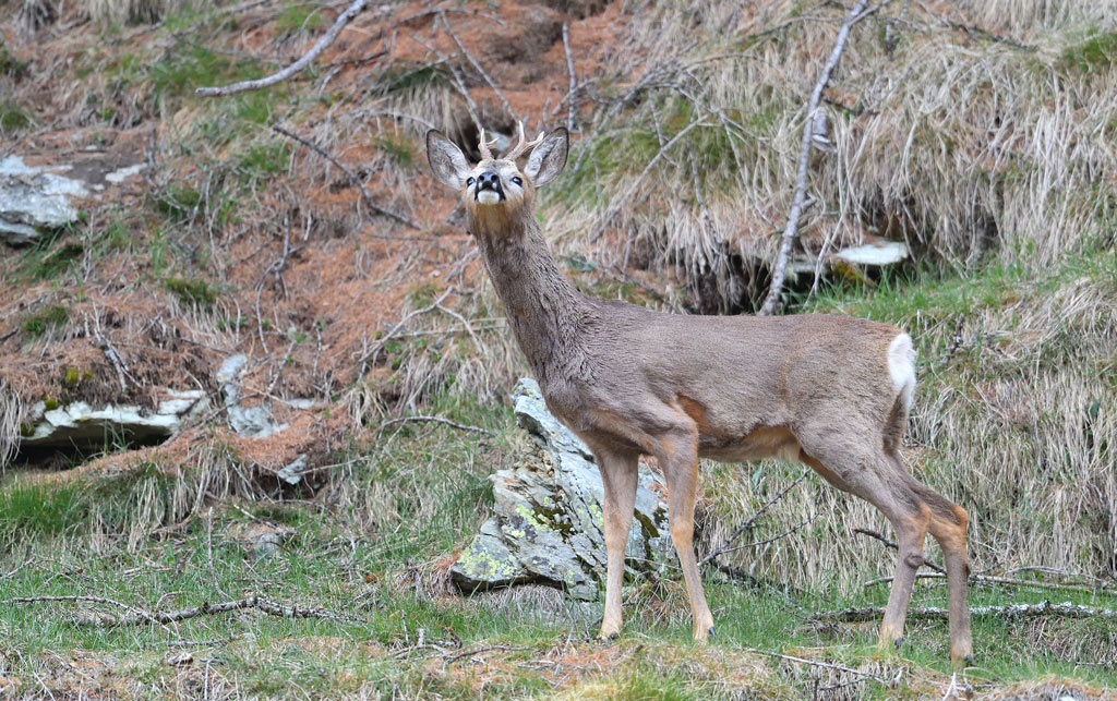 DS5_2533.jpg
