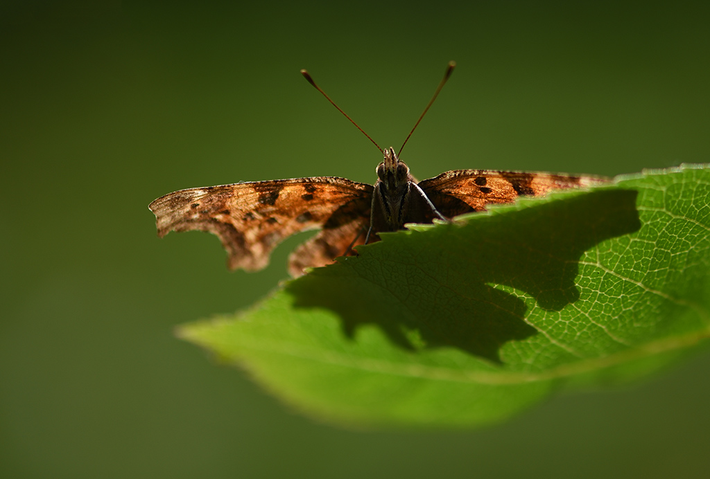 DSC_9378 copie 1.jpg