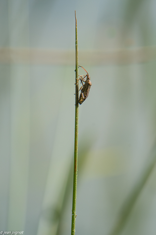insecte de la mare 4 2020-0951.jpg