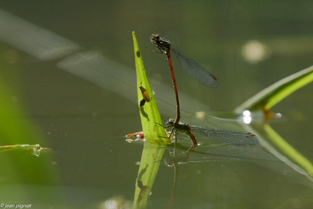 insecte de la mare 4 2020-7071.jpg