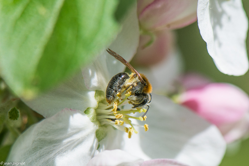 abeilles sur fleurs de poirier 4 2020-0970.jpg