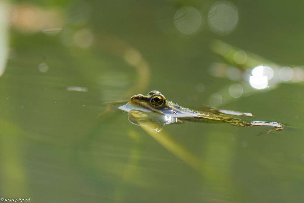 grenouille verte des rocheret 4 2020-0952.jpg